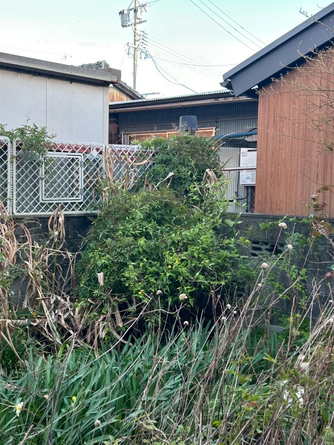 剪定の御見積ご依頼