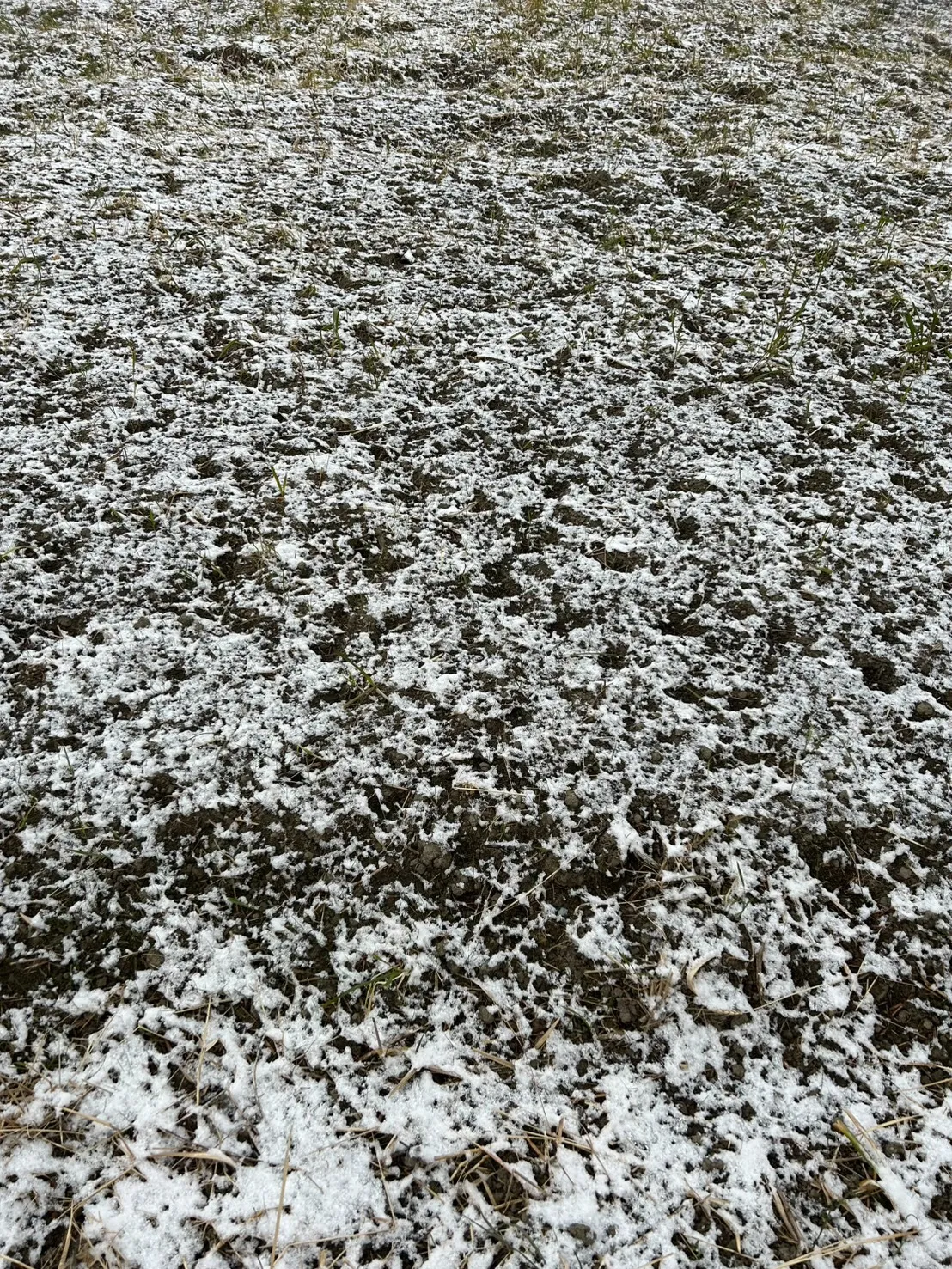 朝からうっすら雪