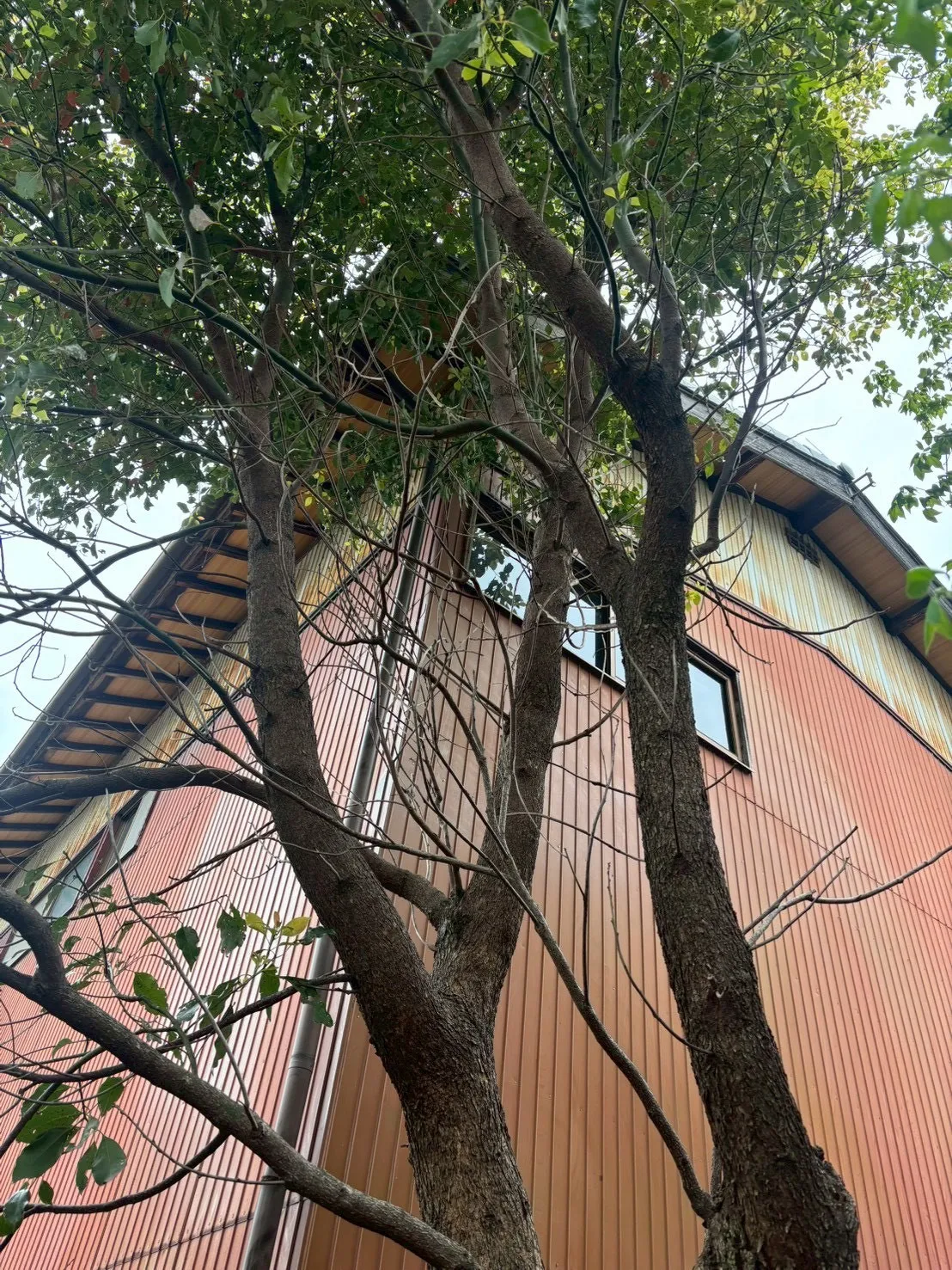 植栽剪定・伐採のご依頼が増えています｜植栽剪定・伐採対応・庭木のお手入れお任せ