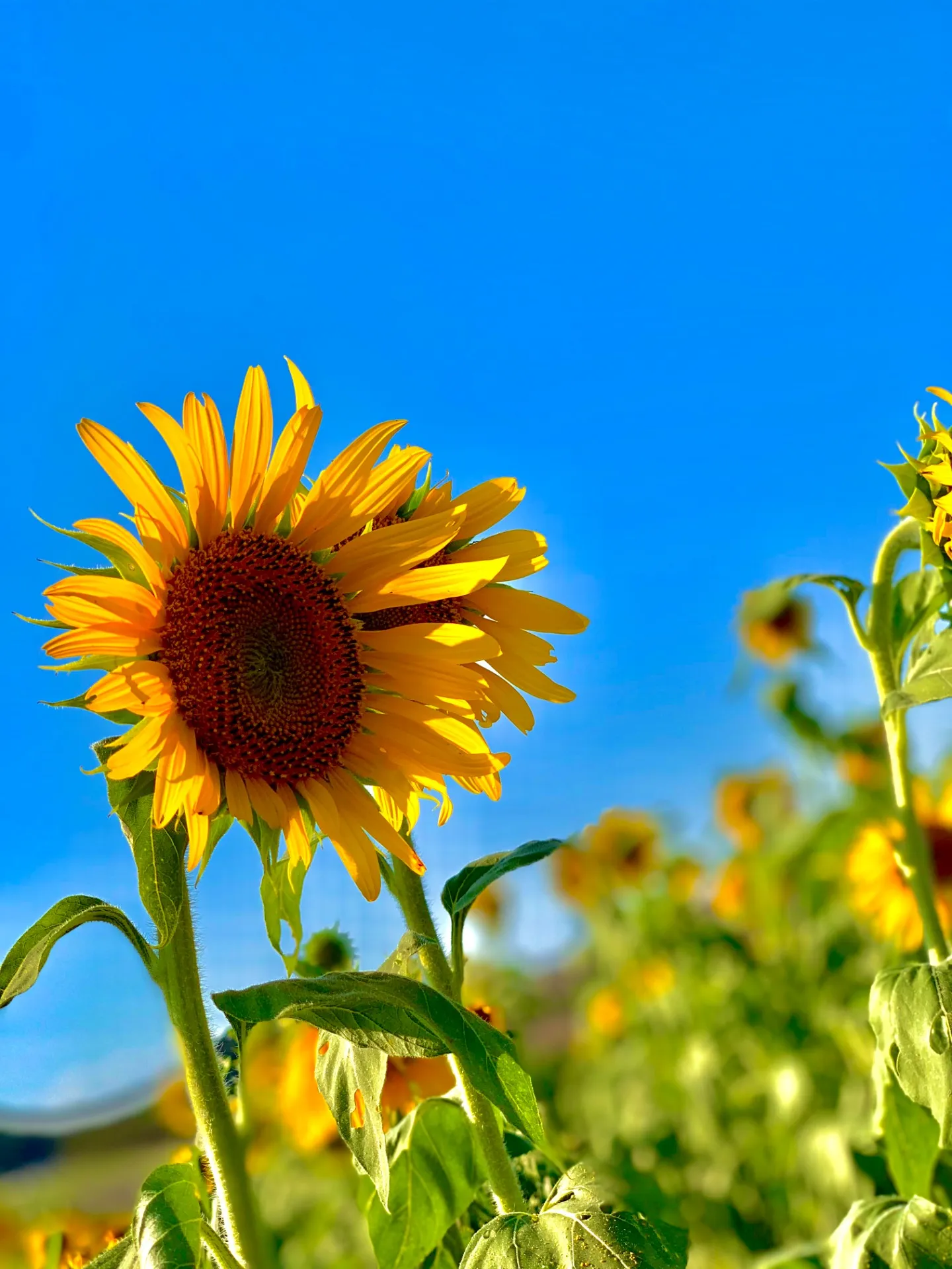 🌻8月がスタート！夏を感じるひまわり畑へ🌞【三重県でリフォーム・ハウスクリーニングするならアトラ】