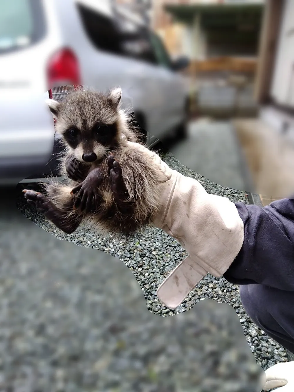 屋根裏の害獣駆除